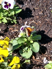 Danaus plexippus