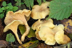Cantharellus ferruginascens
