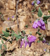 Polygala fruticosa