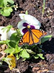 Danaus plexippus