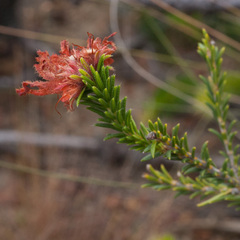 Erica cerinthoides cerinthoides
