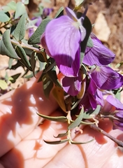 Polygala fruticosa