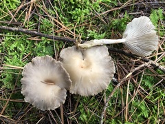 Singerocybe phaeophthalma