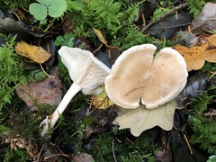 Clitocybe phyllophila