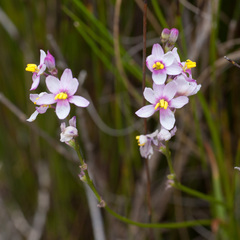 Ixia scillaris