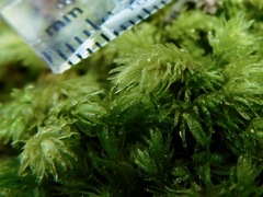 Claopodium rostratum