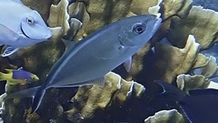 Caranx ruber