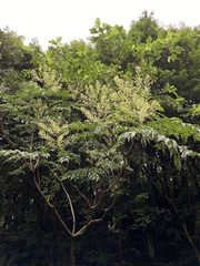 Aralia bipinnata