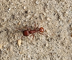 Pogonomyrmex