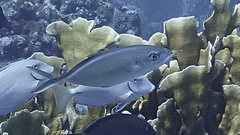 Caranx ruber