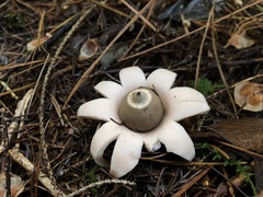 Geastrum rufescens
