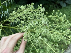 Aralia bipinnata