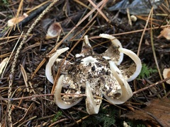 Geastrum rufescens