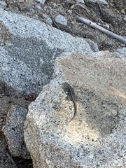 Sceloporus graciosus vandenburgianus