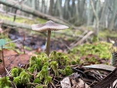 Entolomataceae
