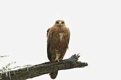 Hieraaetus wahlbergi