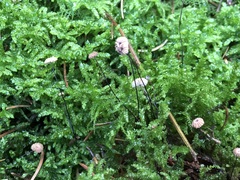 Paragymnopus perforans