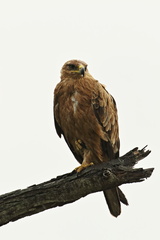 Hieraaetus wahlbergi