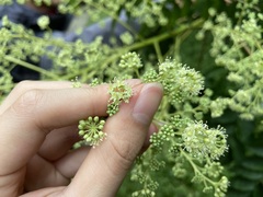 Aralia bipinnata