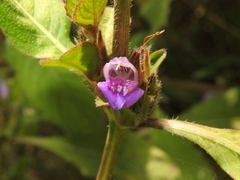 Hygrophila