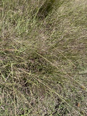 Bothriochloa bladhii