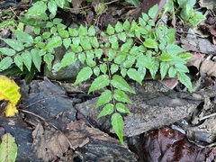Aralia decaisneana