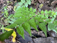 Aralia decaisneana