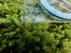 Claopodium rostratum