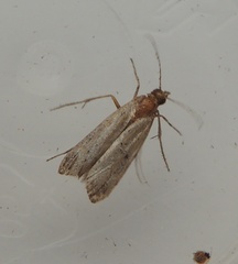 Ephestia elutella