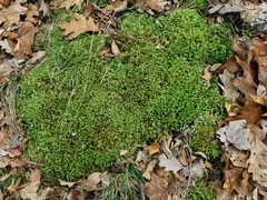 Claopodium rostratum