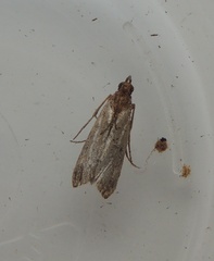 Ephestia elutella
