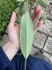 Daphniphyllum oldhami