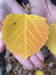 Populus