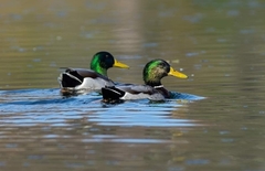 Anas platyrhynchos
