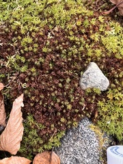 Dicranum montanum