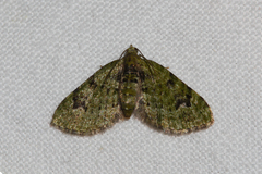 Chloroclystis v-ata