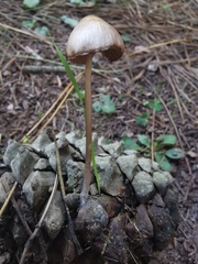 Mycena seynii