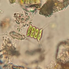 Scenedesmus