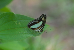 Adelpha serpa