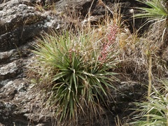 Puya spathacea