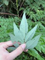 Aralia bipinnata