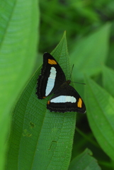 Adelpha serpa