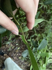 Daphniphyllum oldhami