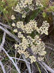Helichrysum teretifolium