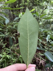 Daphniphyllum oldhami