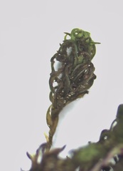 Dicranum montanum