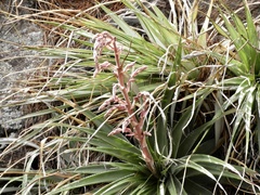 Puya spathacea