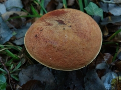 Suillellus queletii