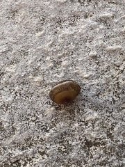 Hygromia cinctella