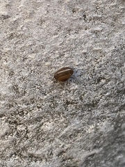 Hygromia cinctella